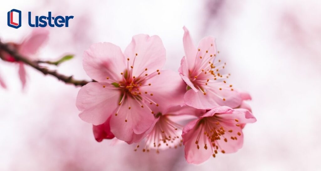 bunga jepang sakura