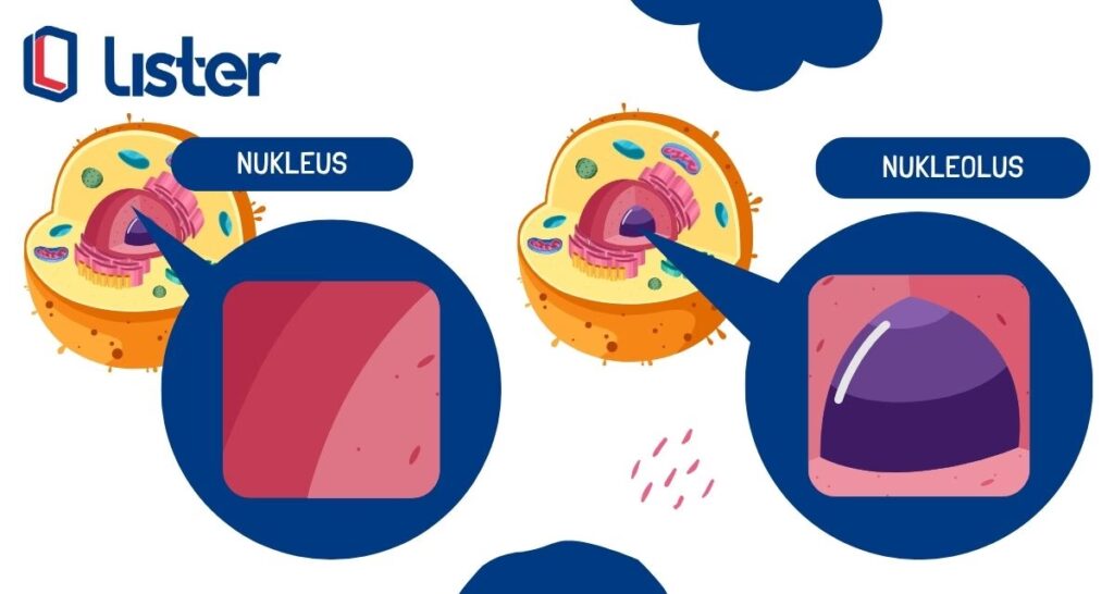 Struktur sel hewan dan fungsinya | Neukleus dan Nukleous