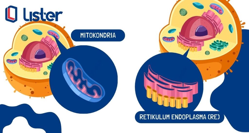 Struktur sel hewan dan fungsinya | Retikulum Endoplasma dan Mitokondria
