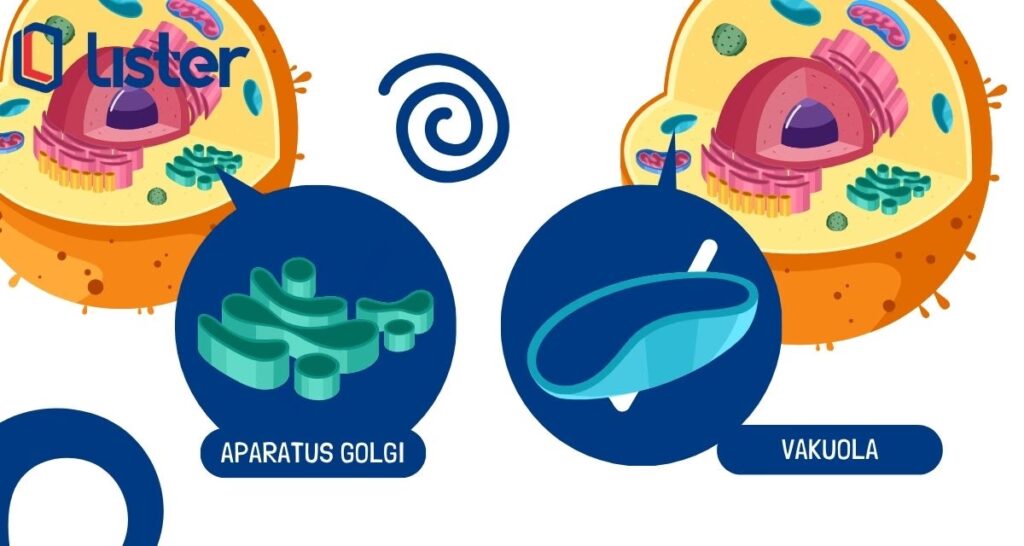 Struktur sel hewan dan fungsinya | Aparatus Golgi dan Vakuola
