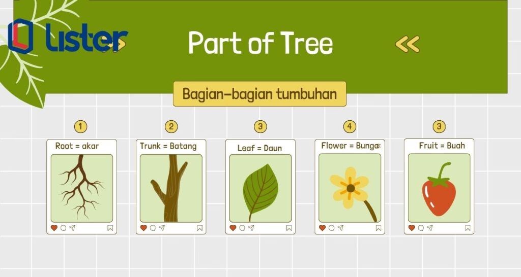 Part of Tree Bagian Pohon dalam Bahasa Inggris Part of Tree Bagian Pohon dalam Bahasa Inggris